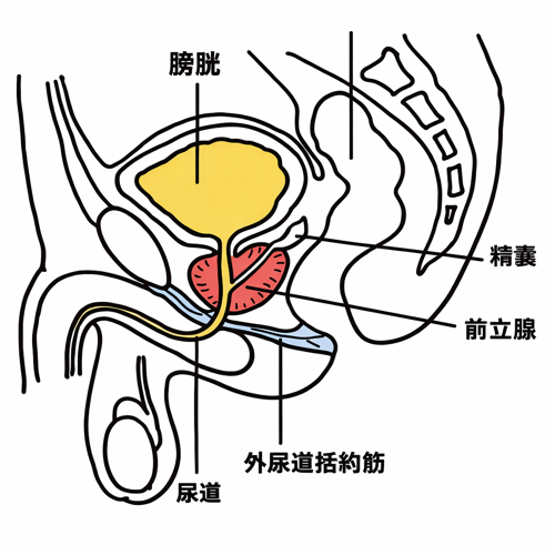 前立腺の図